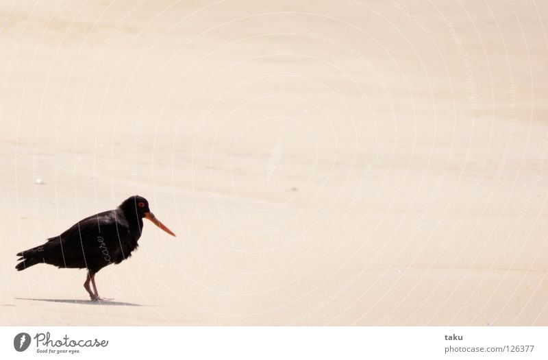 OYSTERCATCHER I Vogel Strand schwarz Feder Nest p.b. oystercatcher Einsamkeit oranger schnabel Schatten Sand geschrei krächzen fliegen Freiheit