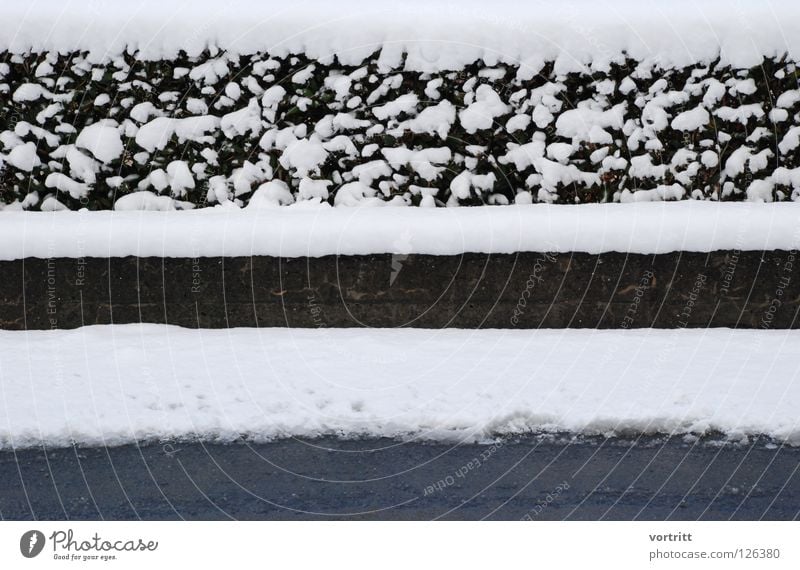 bahnen Mauer Pflanze Beton Schnee schwarz weiß sehr wenige grau Winter schmelzen kalt Kunst Wechseln Straße gebsch bedecken reduzieren einfach karg