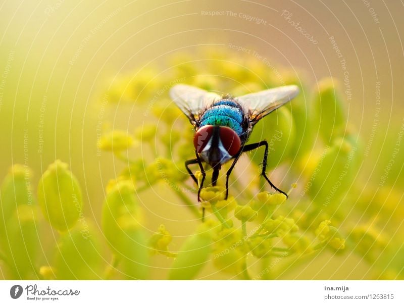 Goldfliege Umwelt Natur Pflanze Frühling Sommer Schönes Wetter Blume Wildpflanze Garten Park Tier Wildtier Fliege Käfer Tiergesicht Flügel 1 fliegen Fressen