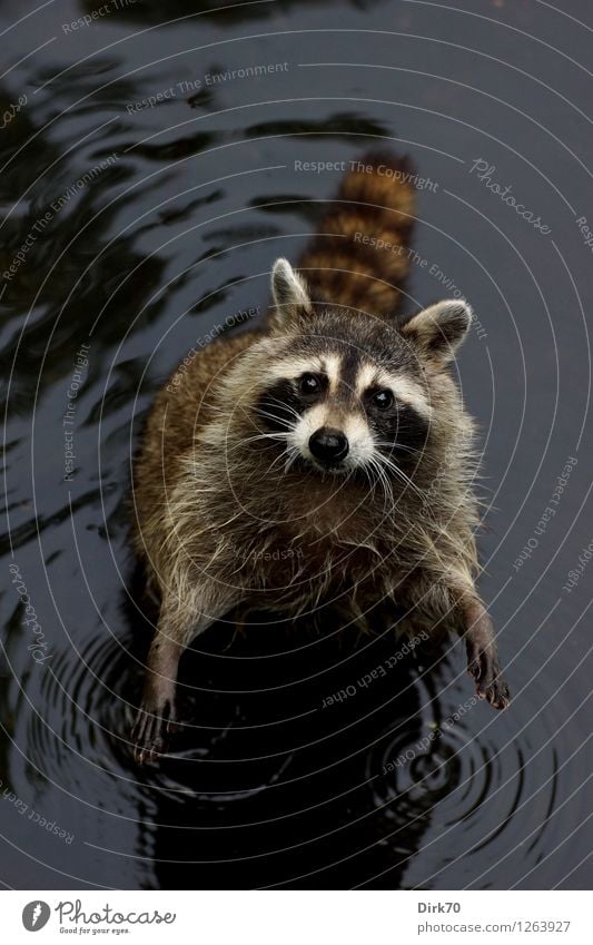 FEED ME! Umwelt Natur Wasser Sommer Park Seeufer Teich New York City Manhattan Central Park Tier Wildtier Waschbär 1 Blick stehen warten frech klein nass