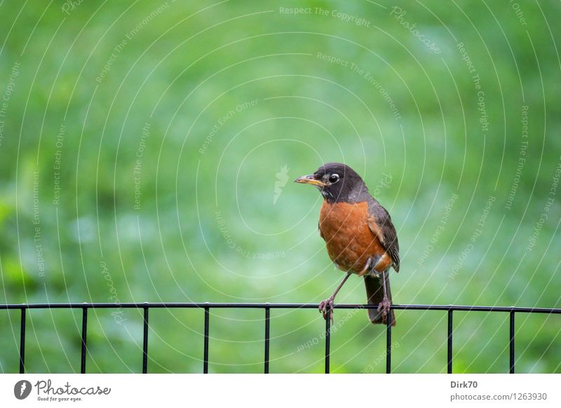 Wanderdrossel im Central Park Umwelt Natur Schönes Wetter Gras Garten Wiese New York City Manhattan Tier Wildtier Vogel Drossel Singvögel 1 Zaun Drahtzaun