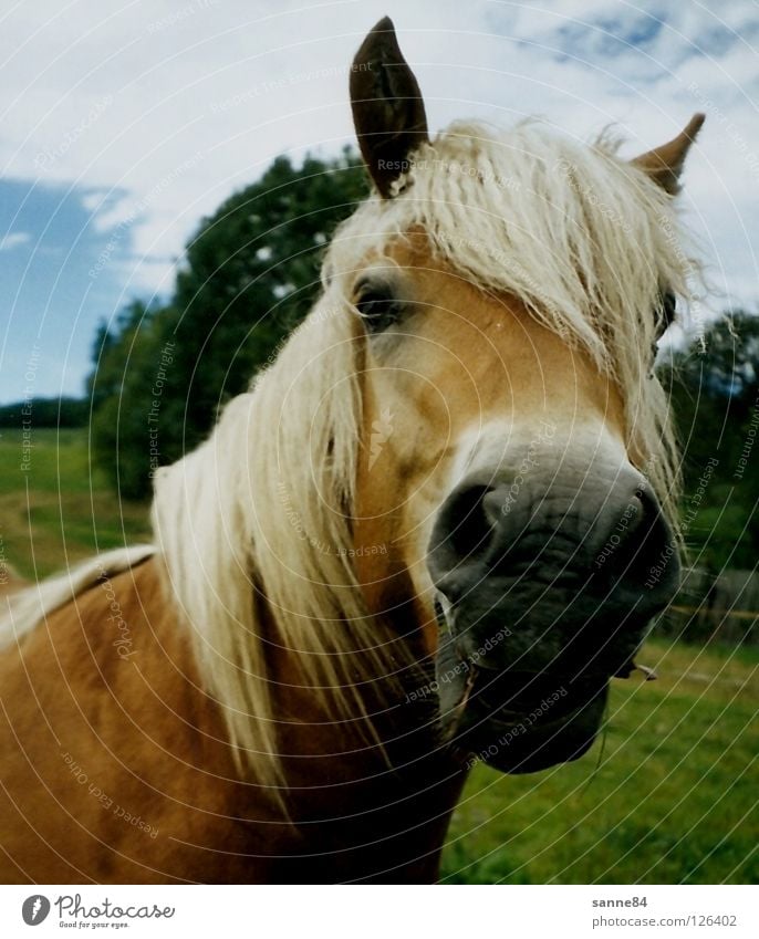 neugierig Pferd Haflinger Mähne Nüstern Gras Fressen Sommer Säugetier Weide lachen Wind