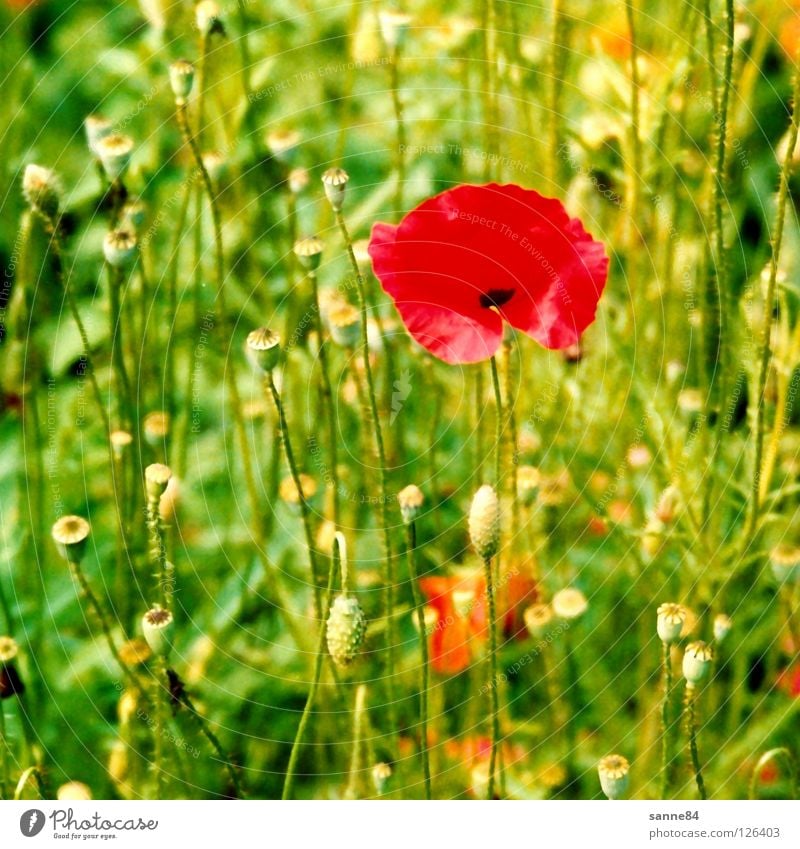 Mohn Wiese Blume rot grün Sommer Schweiz Physik Ferien & Urlaub & Reisen Kanton Bern Wärme