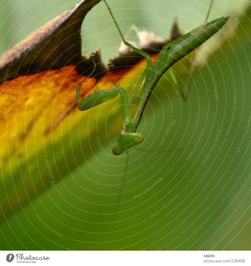 gottesanbeterin Tier Blatt Wildtier Insekt Gottesanbeterin Heuschrecke 1 braun grün Farbe Fühler Hinterbein Tarnung Fleischfresser Dreieck Anpassung Tiergesicht