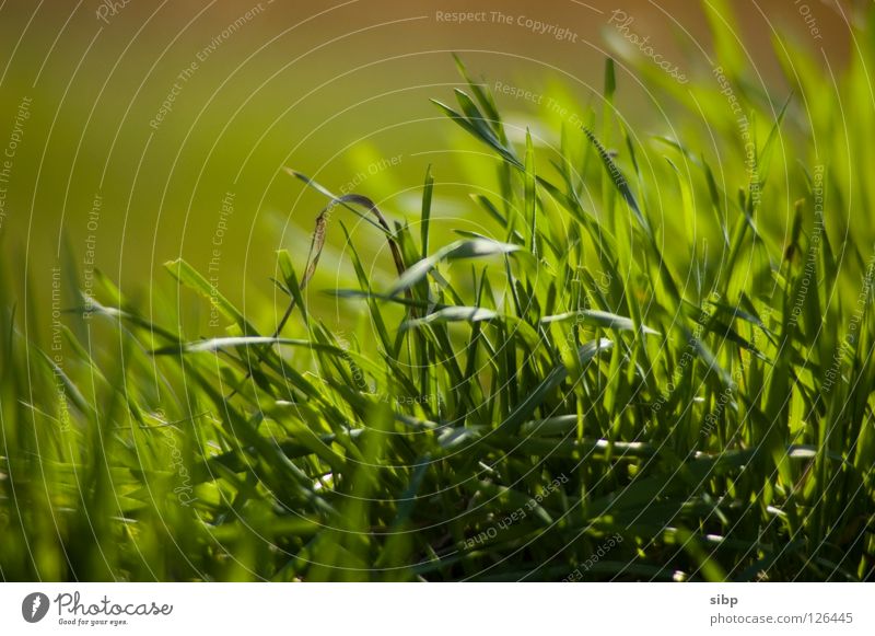 Wiesengrün Gras frisch Frühling Sommer Leben Futter Weide Schönes Wetter