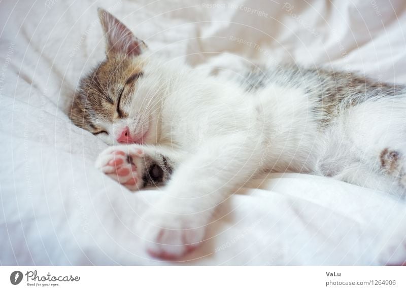 Zzzzz Bett Tier Haustier Katze Tiergesicht Fell Pfote 1 Tierjunges liegen schlafen träumen hell braun rosa weiß Geborgenheit Tierliebe ruhig Katzenbaby Farbfoto