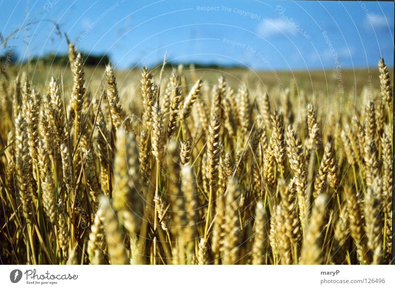 Ein dänischer Sommertag Kornfeld Gute Laune Sehnsucht Blauer Himmel Nahaufnahme Sommerwind Blick in die Ferne