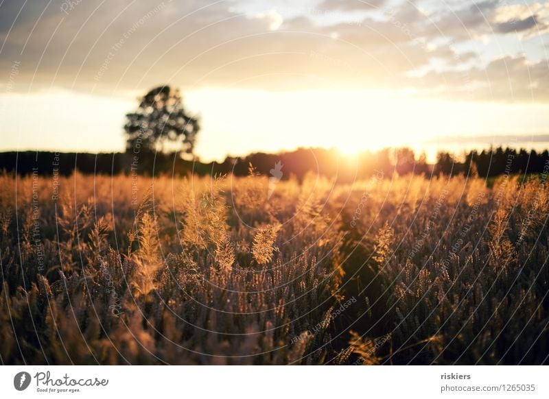 sun goes down Umwelt Natur Landschaft Pflanze Sonne Sonnenaufgang Sonnenuntergang Sonnenlicht Sommer Schönes Wetter Wärme Feld leuchten frei Fröhlichkeit