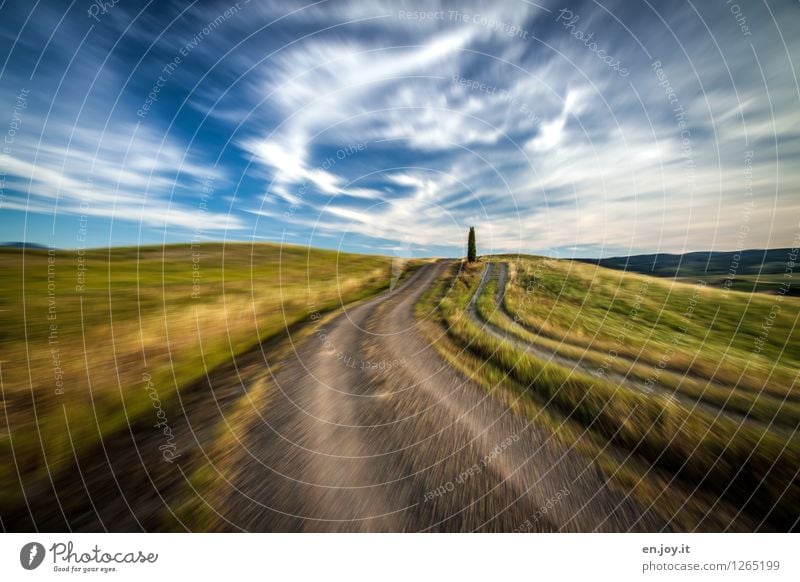 Konzentration Allergie Sinnesorgane Ferien & Urlaub & Reisen Ferne Sommer Sommerurlaub wandern Natur Landschaft Himmel Horizont Baum Zypresse Wiese Toskana