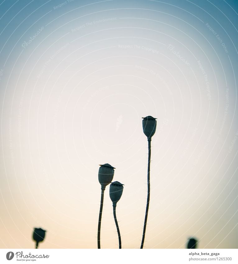 . Natur Pflanze Himmel Wolkenloser Himmel Frühling Sommer Wildpflanze Wiese Feld Unendlichkeit blau Idylle einzigartig Gedeckte Farben Außenaufnahme Nahaufnahme