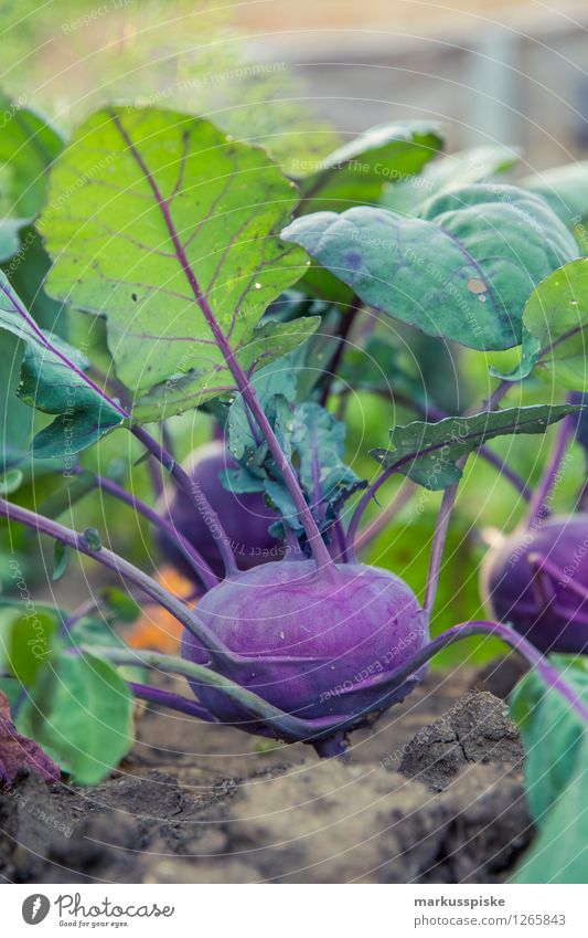 urban gardening roter kohlrabi Lebensmittel Gemüse Rotkohl Ernährung Bioprodukte Vegetarische Ernährung Diät Fasten Gesunde Ernährung Fitness harmonisch