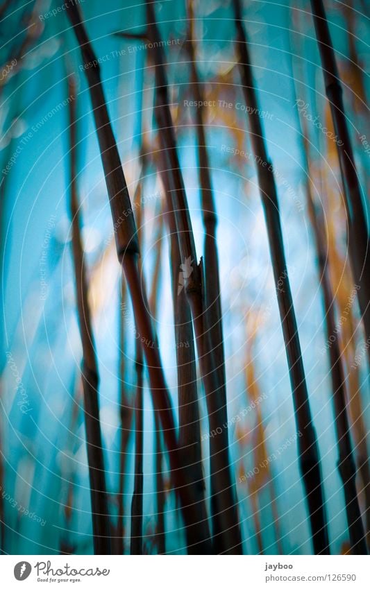 Sträucher gelb Gras lang Linie dunkel Physik blau hoch Himmel Wärme Außenaufnahme