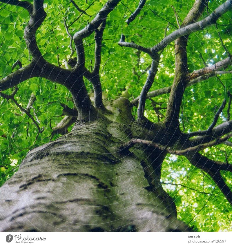 Uralte Buche Baum Buchenwald Wald Buchenblatt Blatt Baumstamm Baumkrone Blätterdach Natur Pflanze Laubbaum grün Baumrinde Wachstum Ast verästelt Blattgrün