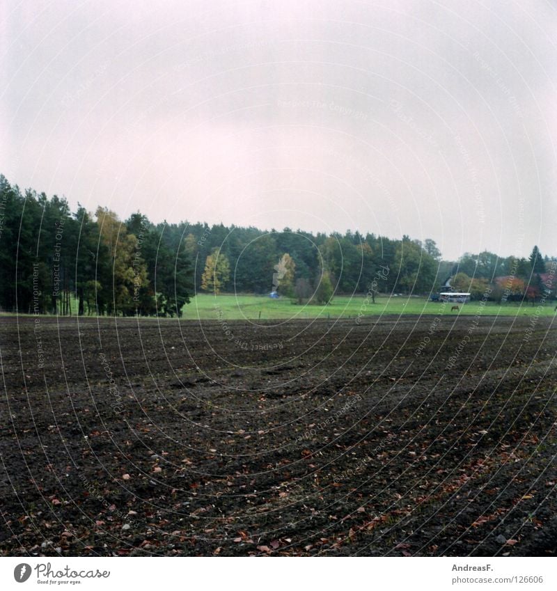 Oktober Wald Waldrand Feld ländlich Mittelformat Landwirtschaft pflügen Herbst grau Regen November Nadelwald Bauernhof Dorf Amerika Provinz Sand Erde Natur