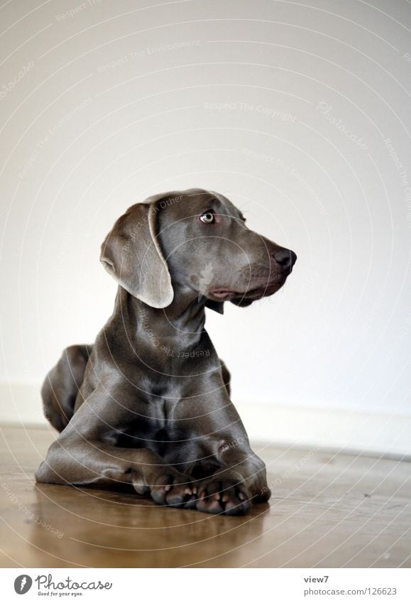 Seitenblick Hund Weimaraner Parkett Holz Fell glänzend niedlich Wachstum Schnauze Säugetier schön Blick Bodenbelag sitzen liegen Kontrast Nase Auge Tiergesicht