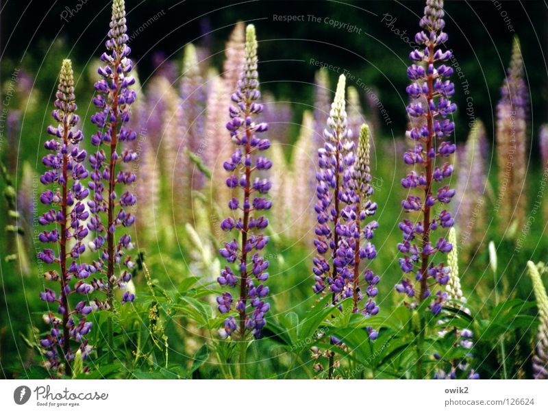 Wilde Lupinen Sommer Umwelt Natur Landschaft Pflanze Klima Schönes Wetter Sträucher Blatt Blüte Wildpflanze Lupinenfeld Wiese Blühend Duft leuchten Wachstum