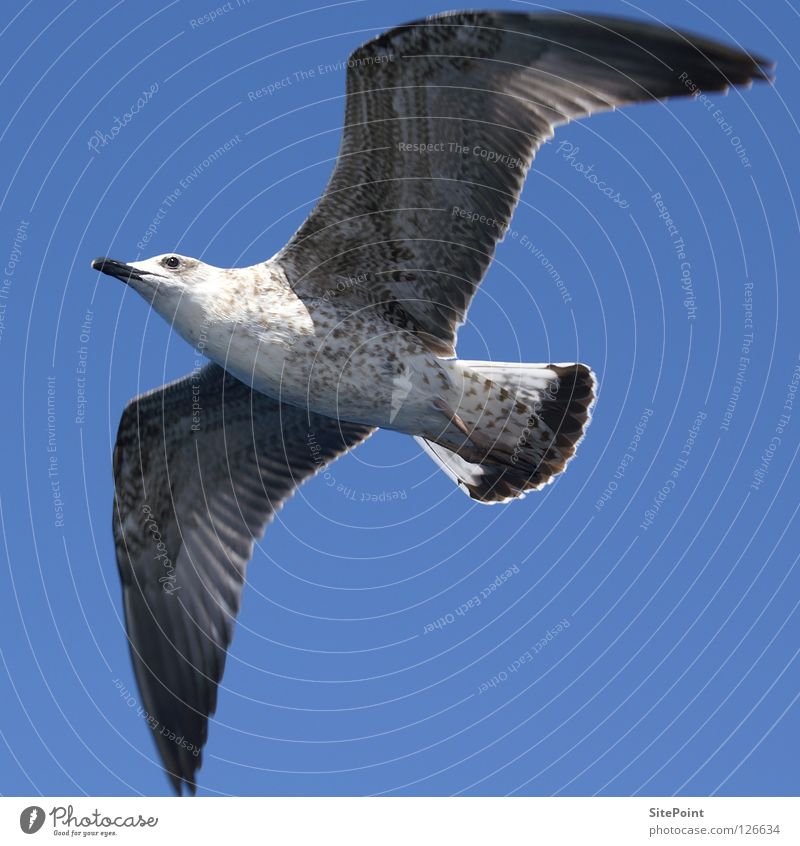 Möwe Froschperspektive Quadrat Möwenvögel Vogel fliegen Himmel blau Bauch