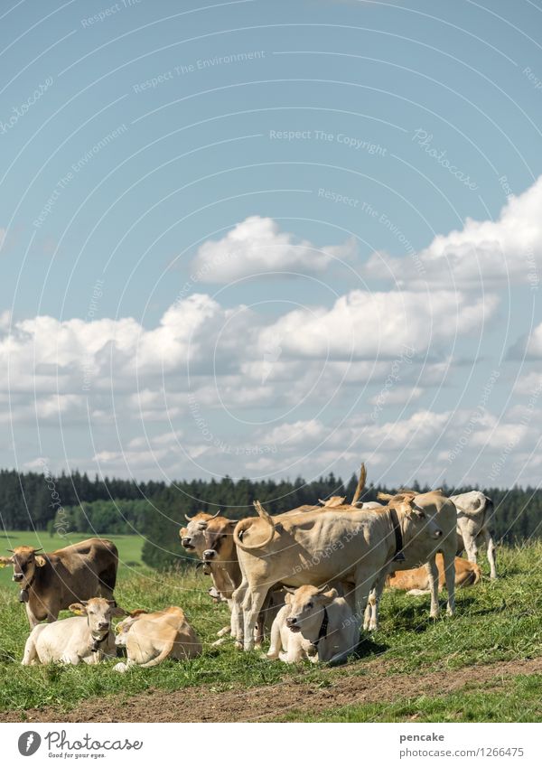 Küa scheener wiad Mädle Natur Landschaft Urelemente Erde Himmel Wolken Sommer Schönes Wetter Wiese Feld Berge u. Gebirge Allgäu Tier Haustier Tiergruppe Herde