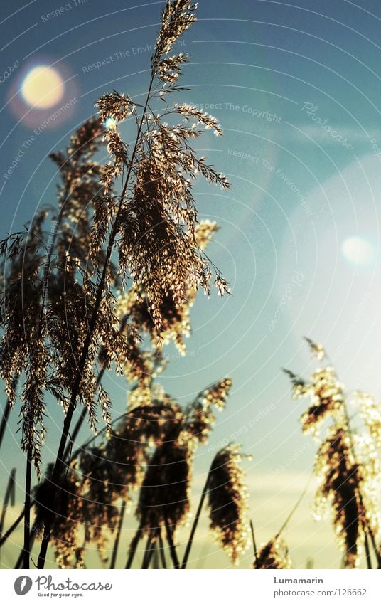 Gräserzauber Gras Schilfrohr Halm Luft Licht Sonnenuntergang Abendsonne Physik glänzend glühen schimmern Abschied Vergänglichkeit trösten Sehnsucht ruhig schön