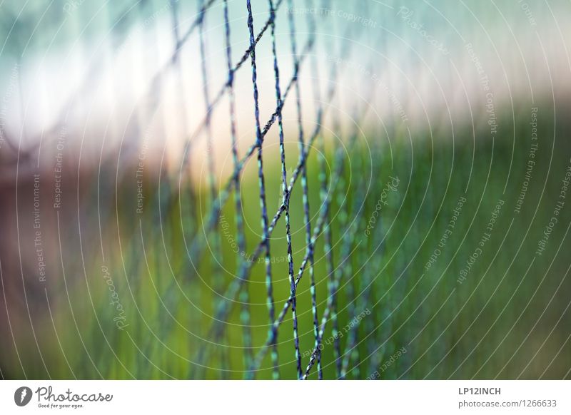 HASHTAG Landwirtschaft Forstwirtschaft Medienbranche Umwelt Natur Pflanze Garten Schutz achtsam Wachsamkeit Netzwerk Beschützer verdrahtet Socialmedia Farbfoto