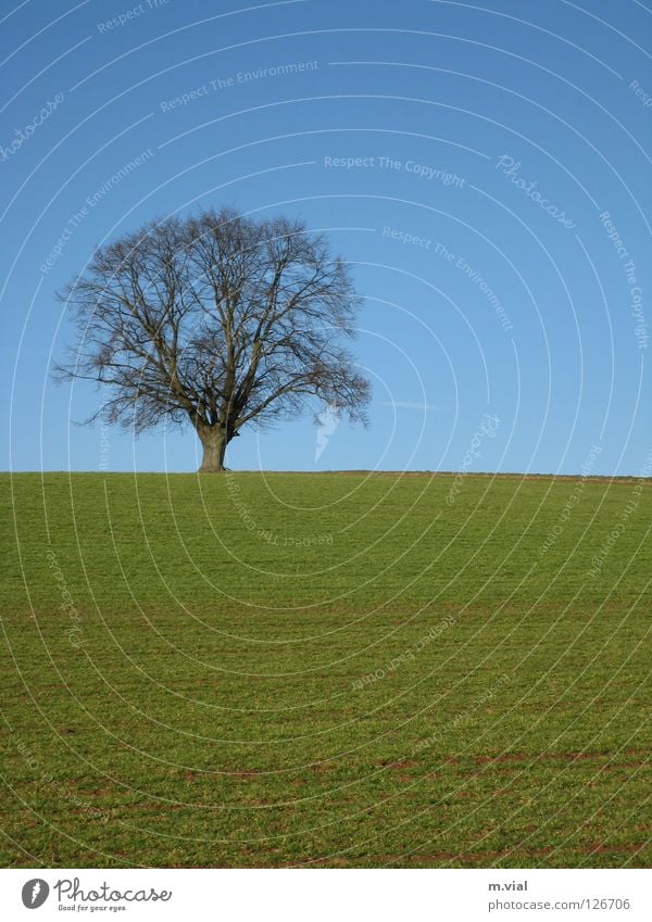 Einsamer Baum Wiese Feld grün Einsamkeit Himmel Natur Landschaft blau