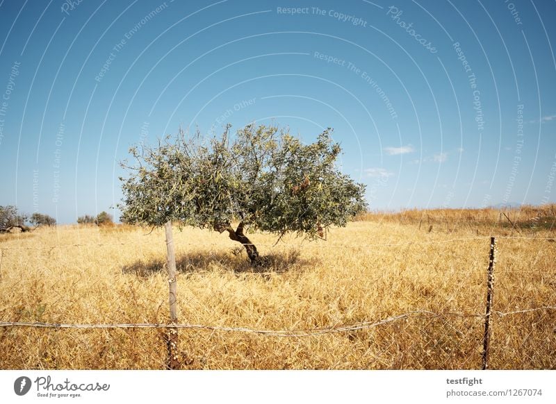 baum Umwelt Natur Landschaft Pflanze Tier Himmel Sonne Baum Gras Sträucher Einsamkeit Sommer Wärme Farbfoto Menschenleer Textfreiraum oben Sonnenlicht