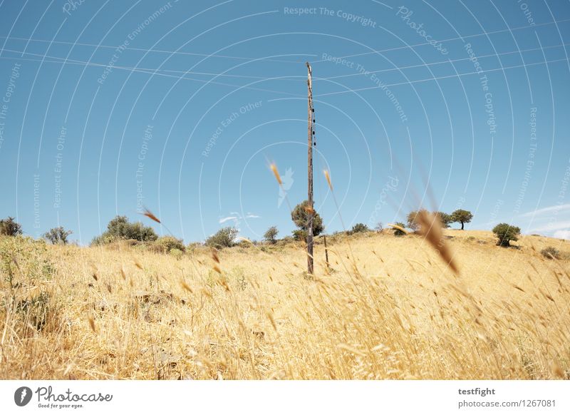 landschaft Umwelt Natur Landschaft Pflanze Sonne Sommer Baum Gras Sträucher genießen verblüht Kabel Strommast Farbfoto Menschenleer Textfreiraum oben Licht