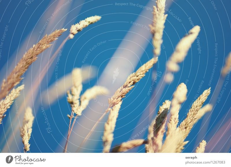 Grasblüten Halm frisch Sommer ländlich Natur natürlich Wiese Schwache Tiefenschärfe Kräuter & Gewürze Pflanze Schilfrohr Unkraut Kräutergarten Blatt Samen rush