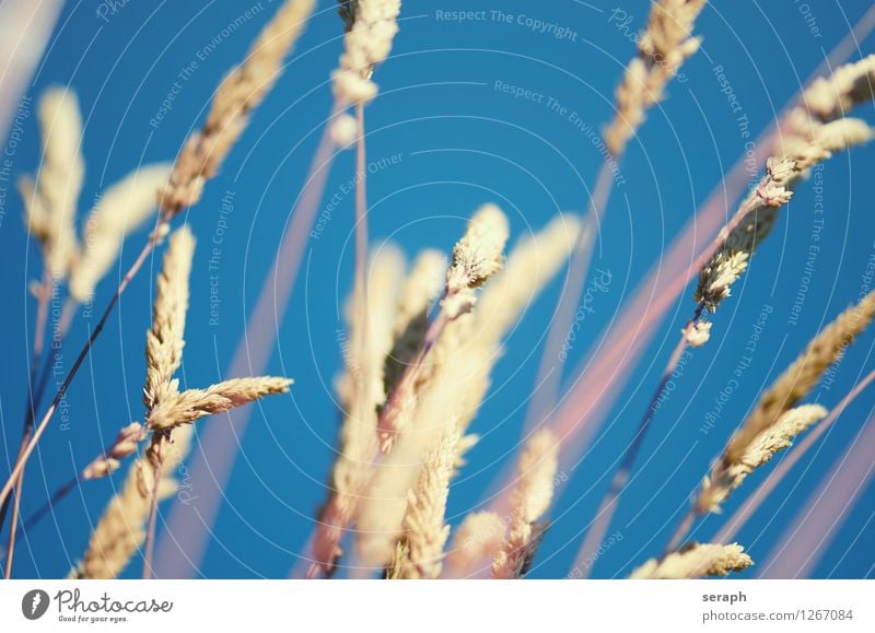 Gräser Kräuter & Gewürze Sommer Umwelt Natur Pflanze Blume Gras Blatt Wiese Blühend Wachstum frisch natürlich Idylle Halm ländlich Schilfrohr Riedgras Röhricht