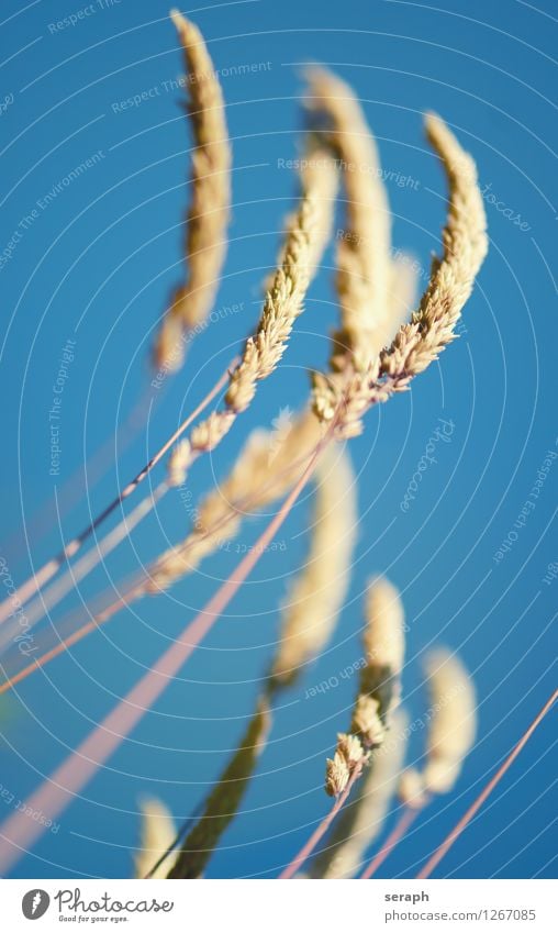 Grasblüte Strukturen & Formen Samen Blüte Ähren Blühend Botanik Pflanze reif Makroaufnahme Halm Natur Blatt habitat Stengel Blumenwiese Wiese Schilfrohr