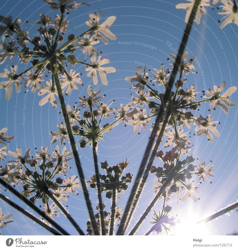 Sommerblümchen.... Blume Blüte Pflanze Wiese Wegrand Blühend emporragend Stengel grün weiß Wachstum gedeihen Sonne Wolken Licht Blütenblatt Doldenblüte