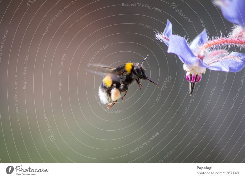 Schwebeflug Natur Frühling Sommer Klima Schönes Wetter Pflanze Blüte Tier Wildtier Hummel Insekt 1 fliegen natürlich schön Umweltschutz Park Fell Flügel Pollen