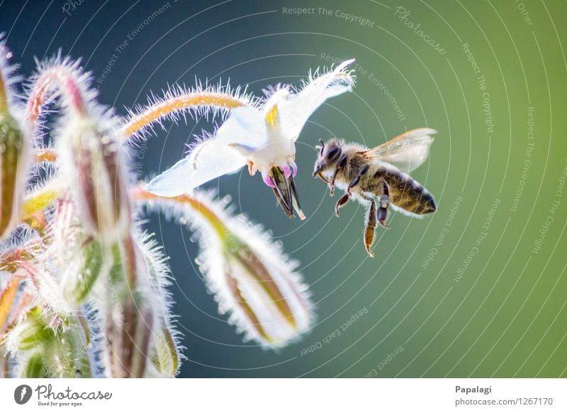 Fleißiges Bienchen Umwelt Natur Luft Pflanze Tier Biene 1 fliegen Sommer Frühling Schönes Wetter Blüte Park Wiese Fell Wildtier Flügel Insekt Pollen Nektar