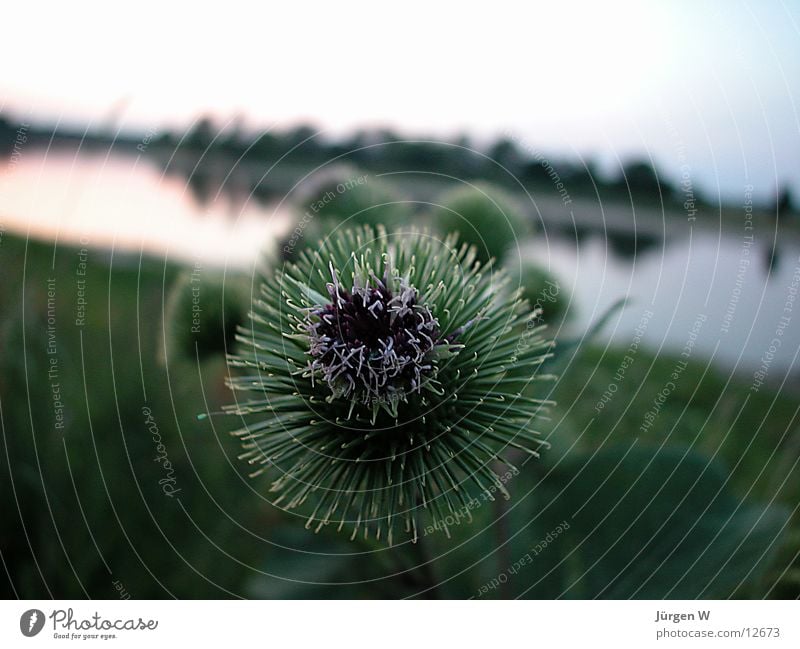 Distel Pflanze grün Nahaufnahme Natur Elbe Küste Wasser thistle water