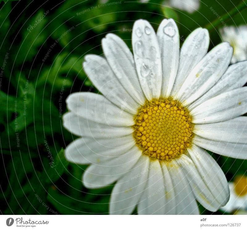 sun Blume gelb weiß grün Frühling feucht nass spritzen blume im garten Wassertropfen Regen