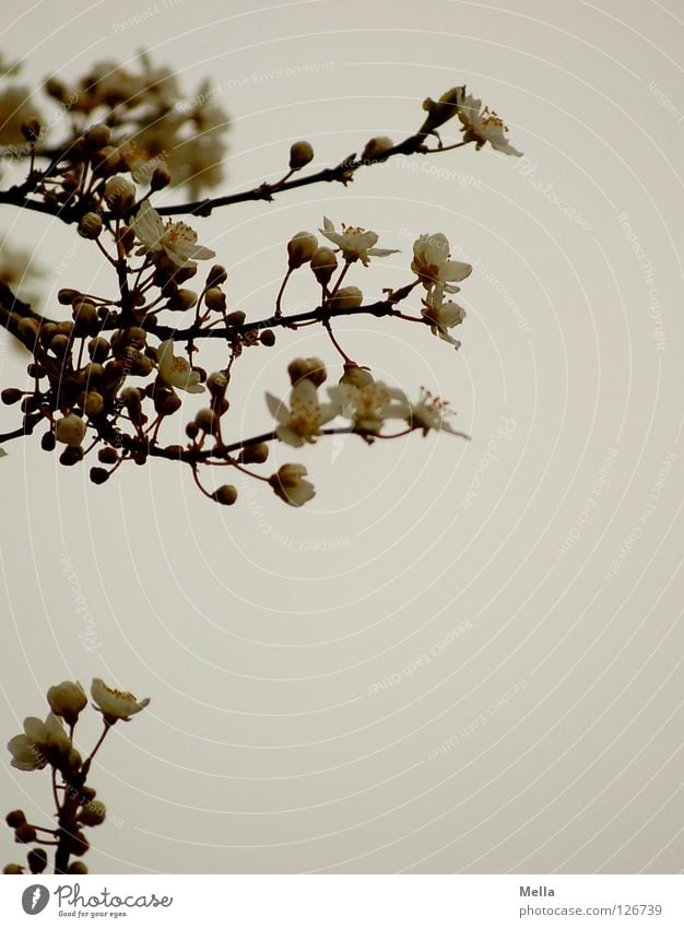 Beginn Blüte Baum weiß Frühling aufwachen frisch austreiben Fernost Geäst Park Blütenknospen neu ausschlagen Asien Japan Ast Zweig