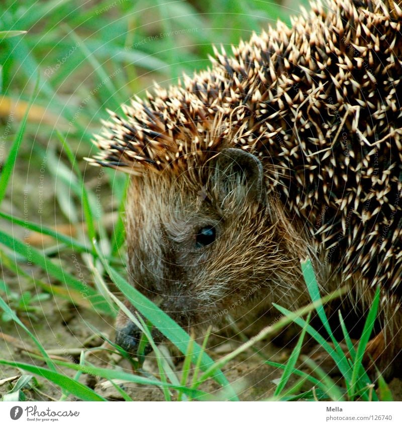 Igelchen, Igelchen ... Gras Knopfauge stachelig stechen Defensive Tier Frühling Säugetier gefährlich Ohr Schutz pieksen Blick beobachten freie Wildbahn Natur