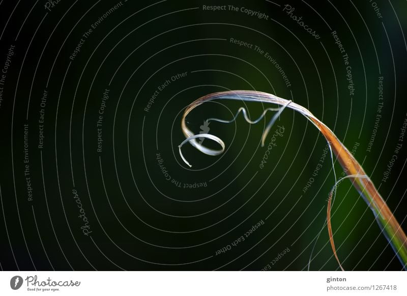Geschwungener Grashalm Natur Pflanze Blatt drehen einfach trocken gelb grün bizarr Halm Schilfrohr Schilfblatt eingerollt geschwungen Spirale Reflektion seltsam