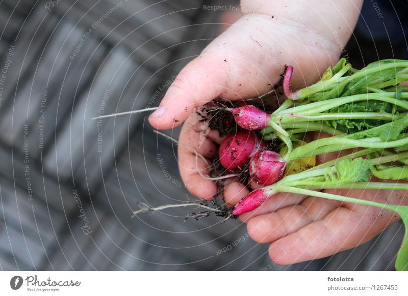 eigene Ernte Lebensmittel Gemüse Radieschen Ernährung Bioprodukte Vegetarische Ernährung Garten Kleinkind Hand Natur Erde Pflanze Nutzpflanze frisch Gesundheit