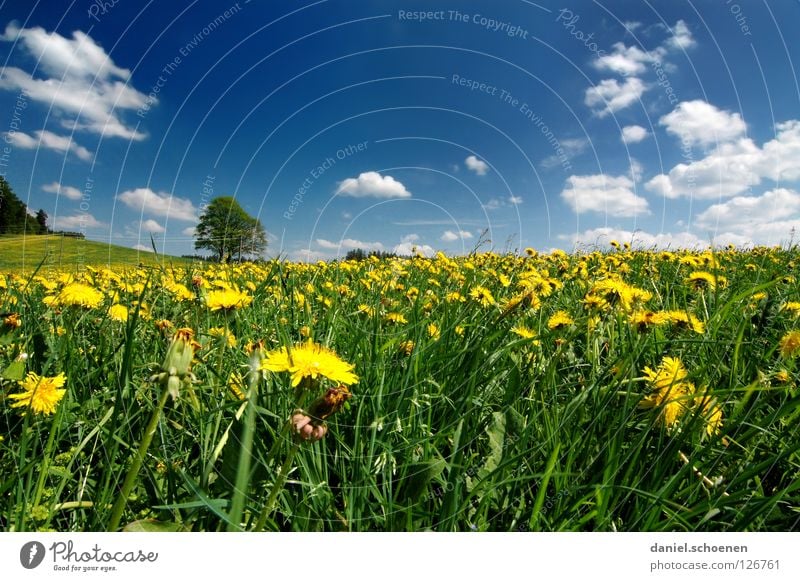 Frühlingswiese 2 Wiese Sommer Schönes Wetter Freizeit & Hobby Baum Ferien & Urlaub & Reisen Löwenzahn Blume Blüte Gras Pause grün Mittagspause Grünfläche gelb