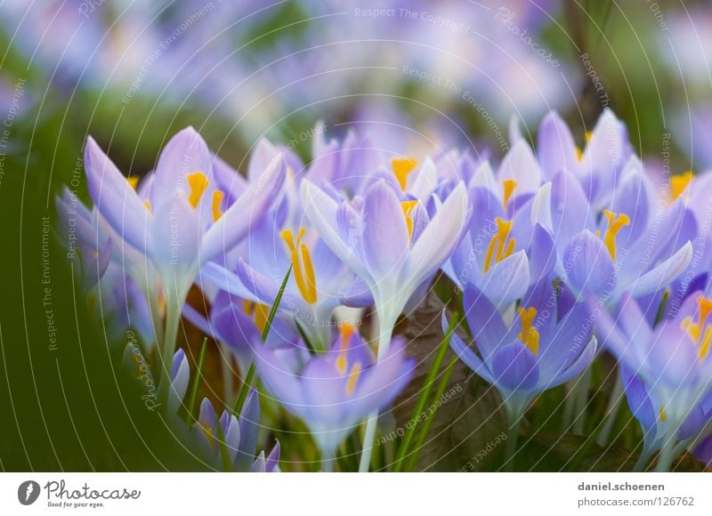 und der Frühling kommt doch Krokusse Wachstum Blüte rosa violett gelb Gras Hintergrundbild Blütenblatt Wiese mehrere Makroaufnahme Nahaufnahme Blühend orange