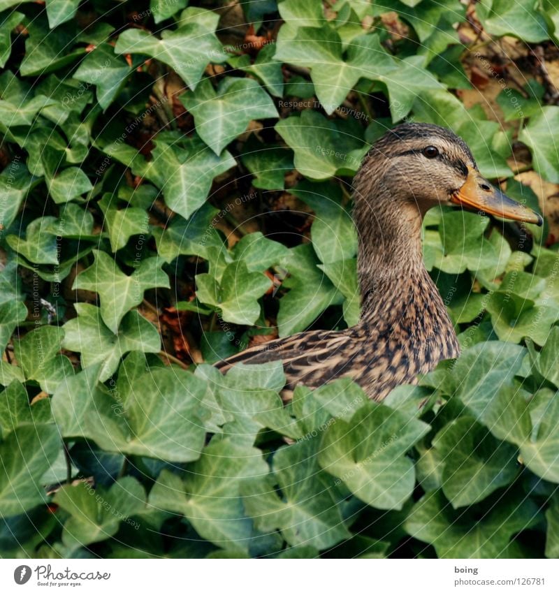 Ducktari süß knusprig Efeu Schwalben Tier Nest Vogel Garten Park Kinderzimmer Ente Wut