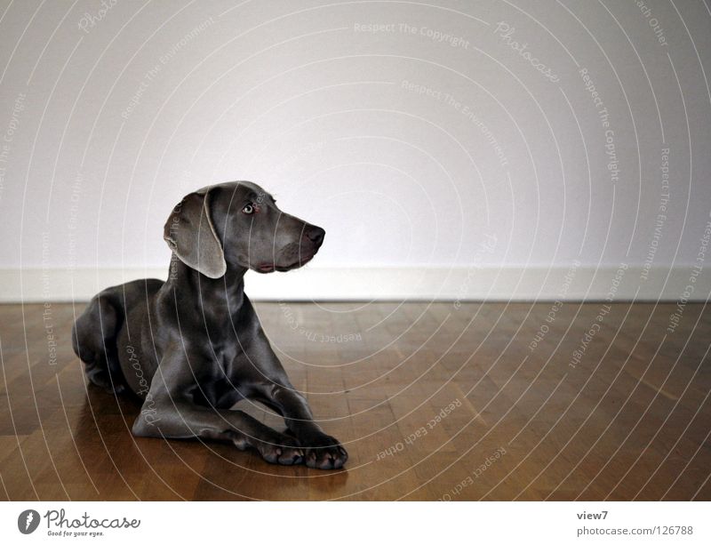 Platz Hund Parkett Holz Wand Bodenbelag Säugetier Weimaraner Raum Zufriedenheit Wegsehen Textfreiraum rechts Vor hellem Hintergrund Tierporträt Rassehund