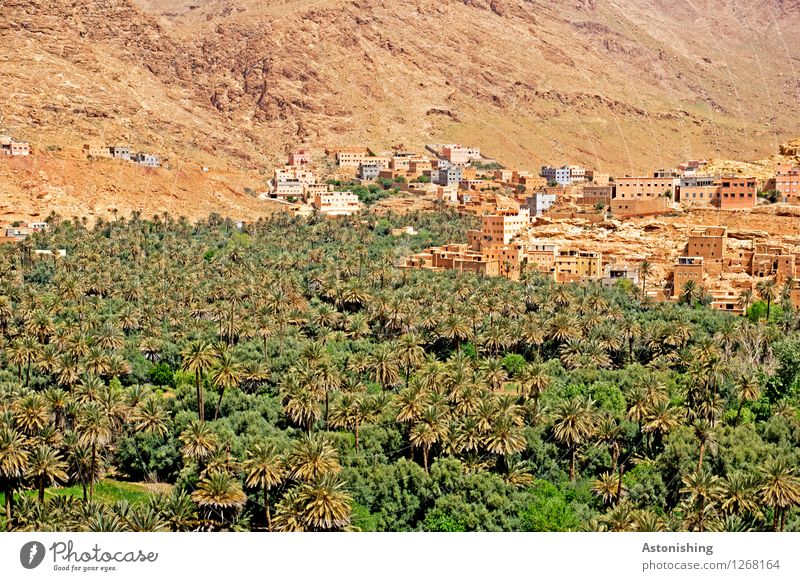 Oase Marokko I Umwelt Natur Landschaft Pflanze Sand Sommer Wetter Schönes Wetter Dürre Baum Wald Hügel Felsen Berge u. Gebirge Kleinstadt Stadt Stadtrand Haus