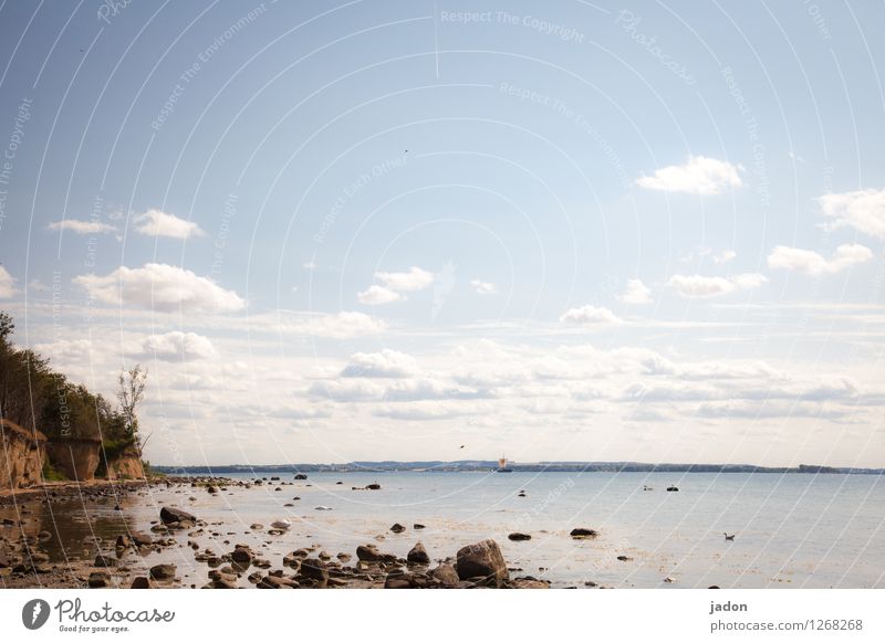 an der küste. wandern Umwelt Natur Landschaft Pflanze Urelemente Wasser Himmel Sommer Schönes Wetter Baum Küste Strand Bucht Ostsee Meer Unendlichkeit maritim