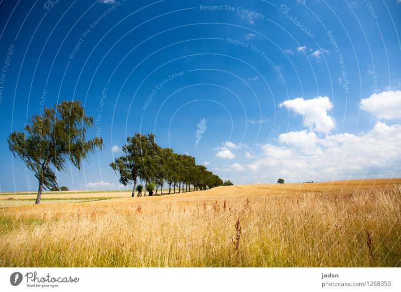 kein weg zu weit. Freizeit & Hobby Ausflug Sommer Sommerurlaub Umwelt Natur Landschaft Pflanze Himmel Wolken Sonnenlicht Schönes Wetter Baum Nutzpflanze