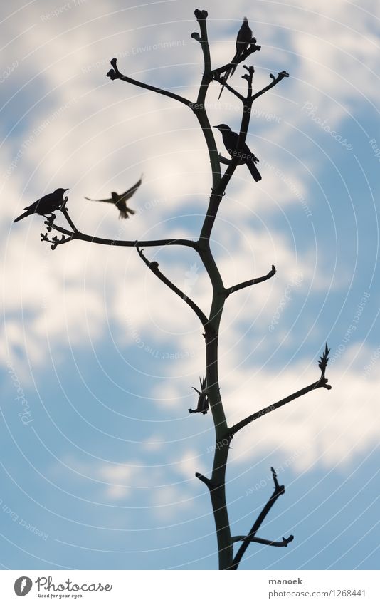 Vögel und Baumsilhouette, Namibia Umwelt Natur Pflanze Himmel Schönes Wetter Tier Wildtier Vogel 4 Tiergruppe ästhetisch dünn blau schwarz Windhoek Afrika