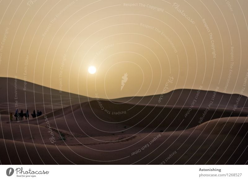 Morgen in der Wüste Umwelt Natur Landschaft Tier Sand Himmel Wolkenloser Himmel Horizont Sonne Sonnenaufgang Sonnenuntergang Sonnenlicht Sommer Wetter