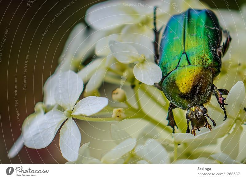 Rosenkäfer Natur Landschaft Pflanze Tier Sommer Garten Park Wiese Feld Käfer Tiergesicht 1 fliegen krabbeln Insekt Farbfoto mehrfarbig Außenaufnahme Nahaufnahme