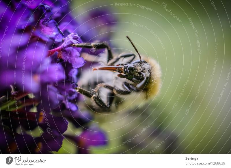 Ran an den Nektarsaft Natur Landschaft Pflanze Tier Sommer Garten Park Wiese Biene Tiergesicht Flügel 1 fliegen Fressen genießen Hummel Farbfoto mehrfarbig